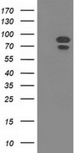MAPK7 Monoclonal Antibody (OTI5C7), TrueMAB , OriGene 100 &mu;L; Unconjugated:Antibodies,