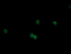 MAPK9 Mouse anti-Canine, Human, Mouse, Rat, Clone: OTI2G3, lyophilized,