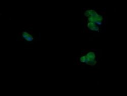 MAPK9 Monoclonal Antibody (OTI4D1), TrueMAB , OriGene 100 &mu;L; Unconjugated:Antibodies,