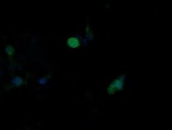 MAPK9 Monoclonal Antibody (OTI1A1), TrueMAB , OriGene:Antibodies:Primary