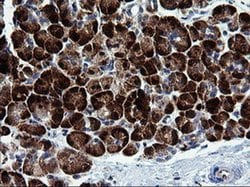 MAPK9 Monoclonal Antibody (OTI2H3), TrueMAB , OriGene 100 &mu;L; Unconjugated:Antibodies,