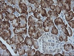 MAPK9 Mouse anti-Canine, Human, Mouse, Rat, Clone: OTI2D11, lyophilized,