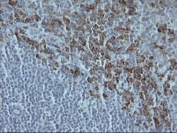 MAPK9 Mouse anti-Canine, Human, Mouse, Rat, Clone: OTI2D11, lyophilized,