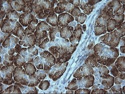 MAPK9 Mouse anti-Canine, Human, Mouse, Rat, Clone: OTI2G3, lyophilized,