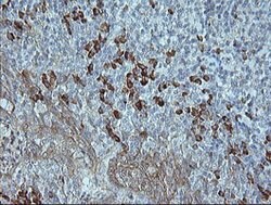 MAPK9 Mouse anti-Canine, Human, Mouse, Rat, Clone: OTI2G3, lyophilized,