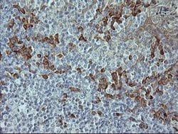 MAPK9 Monoclonal Antibody (OTI4D1), TrueMAB , OriGene 100 &mu;L; Unconjugated:Antibodies,