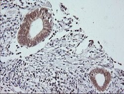MAPK9 Monoclonal Antibody (OTI1A1), TrueMAB , OriGene 100 &mu;L; Unconjugated:Antibodies,