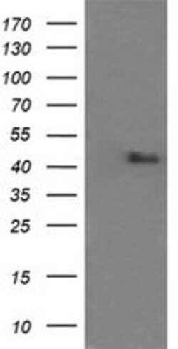 MAPK9 Mouse anti-Canine, Human, Mouse, Rat, Clone: OTI2D11, lyophilized,