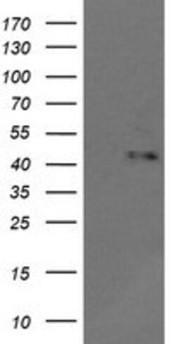 MAPK9 Mouse anti-Canine, Human, Mouse, Rat, Clone: OTI2G3, lyophilized,