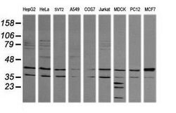 MAPK9 Mouse anti-Canine, Human, Mouse, Rat, Clone: OTI2G3, lyophilized,