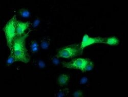 MAPRE2 Mouse anti-Human, Clone: OTI1F3, lyophilized, TrueMAB 100 &mu;g;