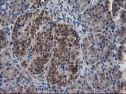 MAPRE2 Mouse anti-Human, Clone: OTI1F3, lyophilized, TrueMAB 100 &mu;g;