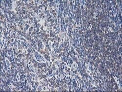 EB2 (MAPRE2) Monoclonal Antibody (OTI1D10), TrueMAB , OriGene 30 &mu;L;