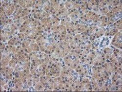 EB2 (MAPRE2) Monoclonal Antibody (OTI5F3), TrueMAB , OriGene 30 &mu;L;