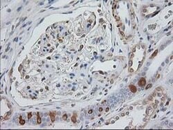 EB2 (MAPRE2) Monoclonal Antibody (OTI5F3), TrueMAB , OriGene 30 &mu;L;