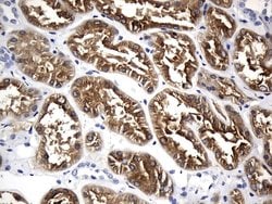 MAPT Mouse anti-Human, Clone: UMAB239, lyophilized, UltraMAB 100 &mu;g | Buy Online | Origene Technologies | Fisher Scientific