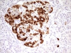 MARK3 Monoclonal Antibody (OTI2G8), TrueMAB , OriGene 100 &mu;L; Unconjugated:Antibodies,