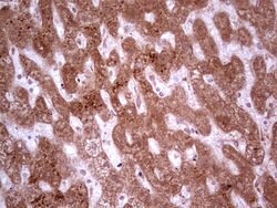 MARK3 Mouse anti-Human, Clone: OTI2D9, lyophilized, TrueMAB 100 &mu;g;