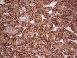 MARK3 Mouse anti-Human, Clone: OTI2D9, lyophilized, TrueMAB 100 &mu;g;