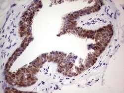 MARK3 Monoclonal Antibody (OTI3F6), TrueMAB , OriGene 100 &mu;L; Unconjugated:Antibodies,