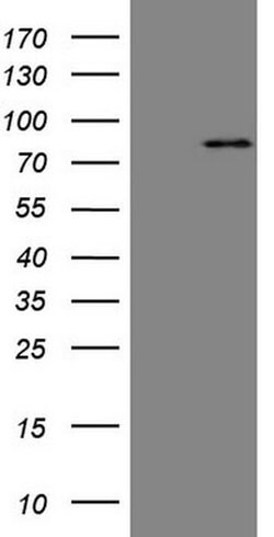 MARK3 Monoclonal Antibody (OTI2G8), TrueMAB , OriGene 100 &mu;L; Unconjugated:Antibodies,