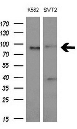 MARK3 Monoclonal Antibody (OTI2G8), TrueMAB , OriGene 100 &mu;L; Unconjugated:Antibodies,