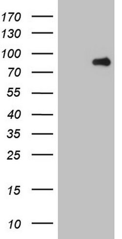 MARK3 Monoclonal Antibody (OTI3F6), TrueMAB , OriGene 100 &mu;L; Unconjugated:Antibodies,