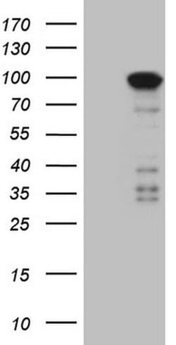 MARK3 Monoclonal Antibody (OTI3D8), TrueMAB , OriGene 100 &mu;L; Unconjugated:Antibodies,