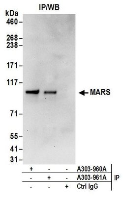 MARS Rabbit anti-Human, Mouse, Polyclonal, Bethyl Laboratories 100 &mu;L;