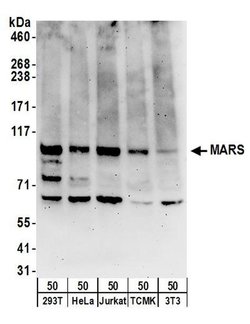 MARS Rabbit anti-Human, Mouse, Polyclonal, Bethyl Laboratories 100 &mu;L;