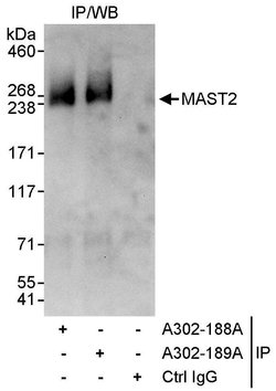 MAST2 Rabbit anti-Human, Polyclonal, Bethyl Laboratories 10 &mu;l; Unlabeled:Antibodies,