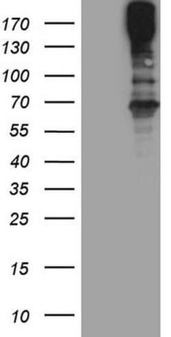 MAST2 Monoclonal Antibody (OTI3A5), TrueMAB , OriGene 30 &mu;L; Unconjugated:Antibodies,