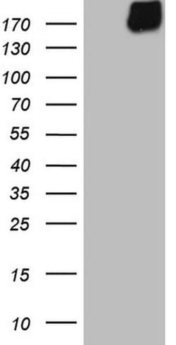 MAST2 Monoclonal Antibody (OTI1C12), TrueMAB , OriGene 30 &mu;L; Unconjugated:Antibodies,
