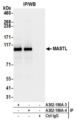 MASTL Rabbit anti-Human, Polyclonal, Bethyl Laboratories 100 μL; Unconjugated:Antibodies,