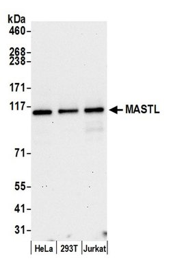 MASTL Rabbit anti-Human, Polyclonal, Bethyl Laboratories 100 μL; Unconjugated:Antibodies,
