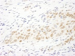 MASTL Polyclonal Antibody, Bethyl Laboratories 10 &mu;L; Unconjugated:Antibodies,