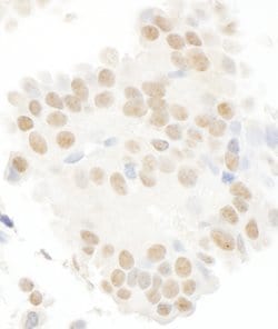 MASTL Polyclonal Antibody, Bethyl Laboratories 10 &mu;L; Unconjugated:Antibodies,