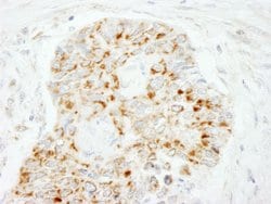 MAVS/VISA Rabbit anti-Human, Polyclonal, Bethyl Laboratories 100 &mu;L;