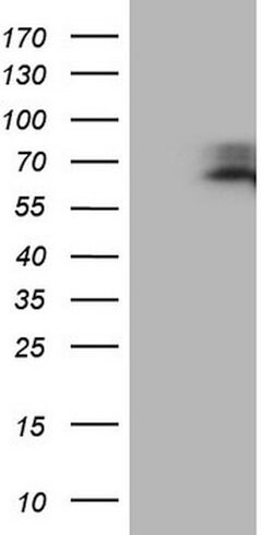 MAVS Mouse anti-Human, Clone: OTI9C7, lyophilized, TrueMAB 100 &mu;g; Unconjugated:Antibodies,