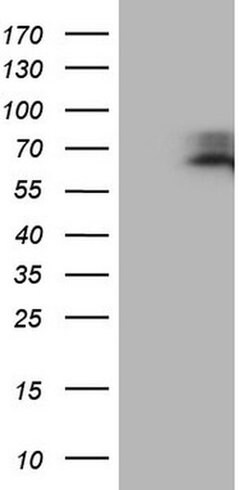 MAVS Monoclonal Antibody (OTI9C7), TrueMAB , OriGene 100 &mu;L | Buy Online | OriGene | Fisher Scientific