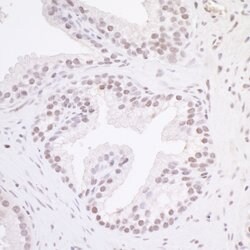 MAZ/SAF-1 Rabbit anti-Human, Mouse, Polyclonal, Bethyl Laboratories 100
