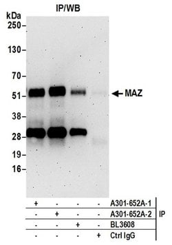 MAZ/SAF-1 Rabbit anti-Human, Mouse, Polyclonal, Bethyl Laboratories 100