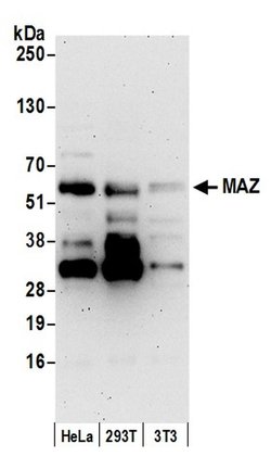 MAZ/SAF-1 Rabbit anti-Human, Mouse, Polyclonal, Bethyl Laboratories 100