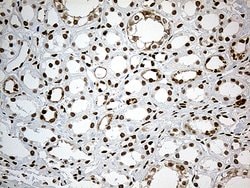 MBD1 Monoclonal Antibody (OTI2H5), TrueMAB , OriGene 100 &mu;L; Unconjugated:Antibodies,