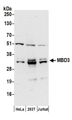 MBD3 Polyclonal Antibody, Bethyl Laboratories 20 &mu;l; Unlabeled:Antibodies,
