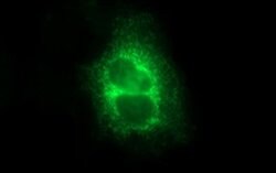 MBL2 Mouse anti-Human, Clone: OTI1A12, lyophilized, TrueMAB 100 &mu;g;
