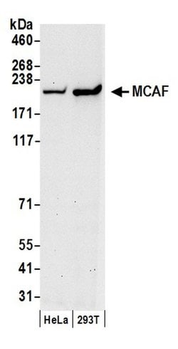 MCAF Rabbit anti-Human, Polyclonal, Bethyl Laboratories 100 &mu;L; Unconjugated:Antibodies,