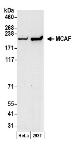 MCAF Polyclonal Antibody, Bethyl Laboratories 20 &mu;L; Unconjugated:Antibodies,