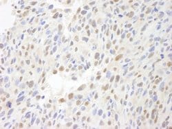 MCAF Polyclonal Antibody, Bethyl Laboratories 100 &mu;L; Unconjugated:Antibodies,