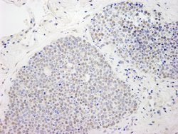 MCAF Polyclonal Antibody, Bethyl Laboratories 100 &mu;L; Unconjugated:Antibodies,